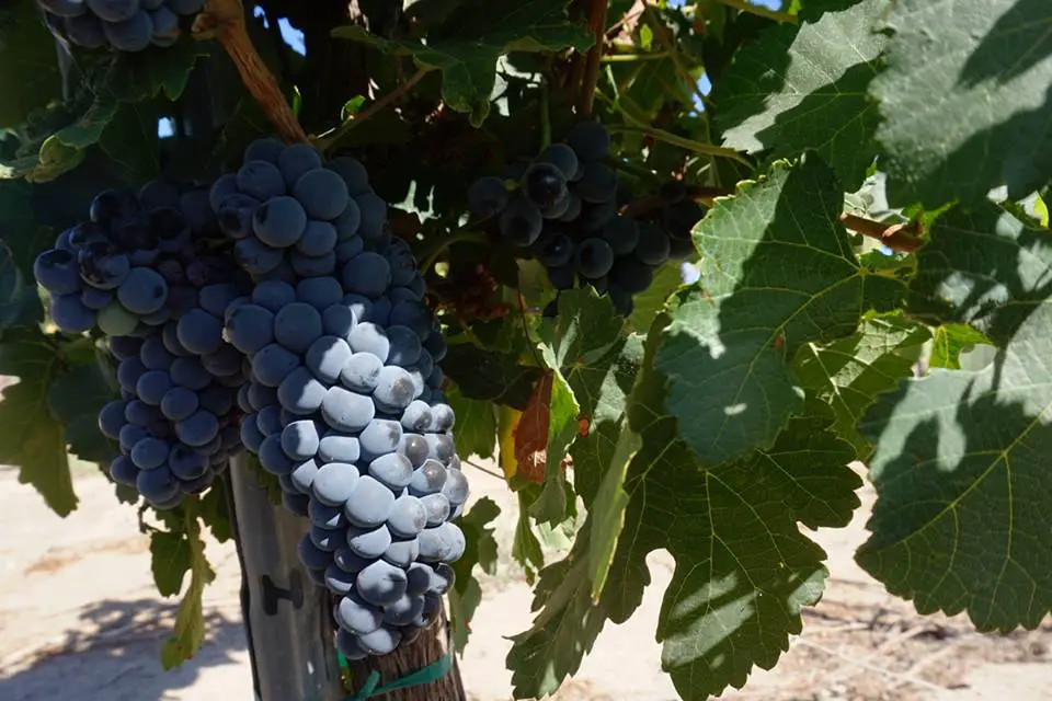 Mount Palomar Winery – Temecula