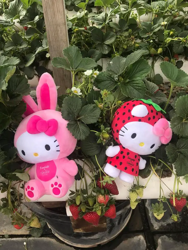 Tanaka Farms Hello Kitty