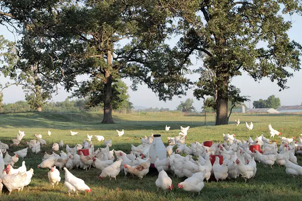 Hens on Vital Farms's pastures