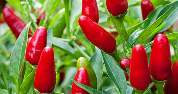 Cinco De Mayo Pepper Giveaway