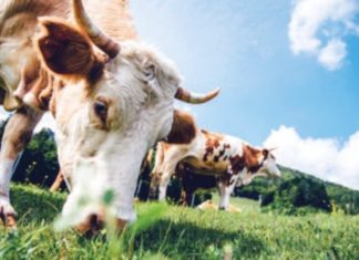 Nature Doesnt Make Bad Fats Factories Do