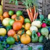 Tomatomania! My Edible Garden Series With Steve Hampson In April