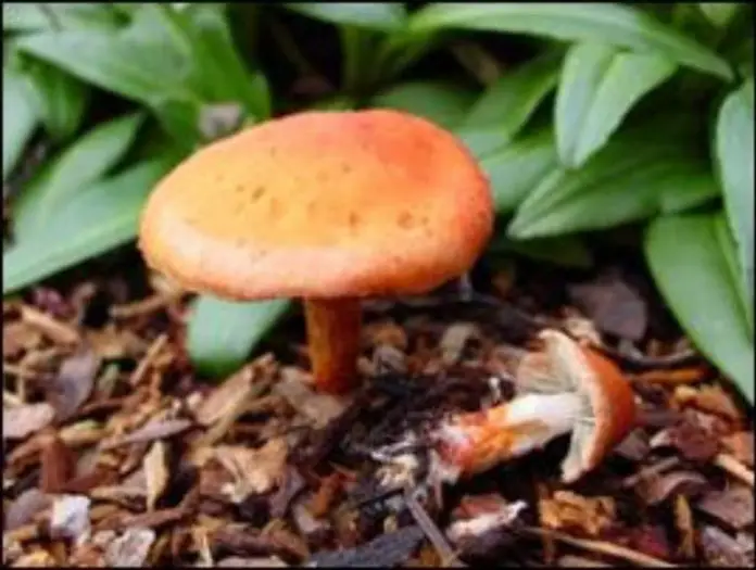 Mendocino Mushroom